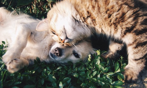 apartment complex pet friendly - apartment complex pet friendly apartment complex pet friendly - apartment complex pet friendly