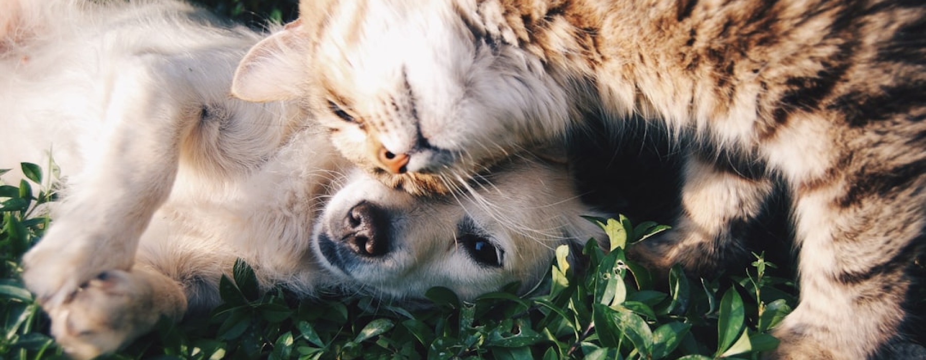 apartment complex pet friendly - apartment complex pet friendly