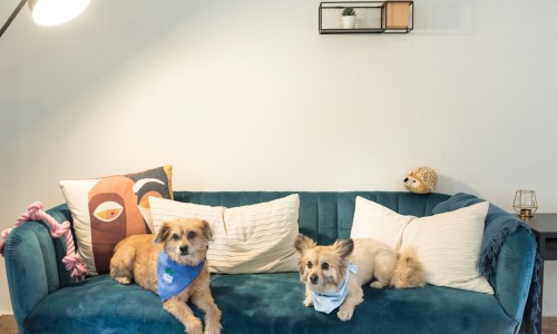 pet-friendly apartments Chicago - pet-friendly apartments Chicago pet-friendly apartments Chicago - pet-friendly apartments Chicago