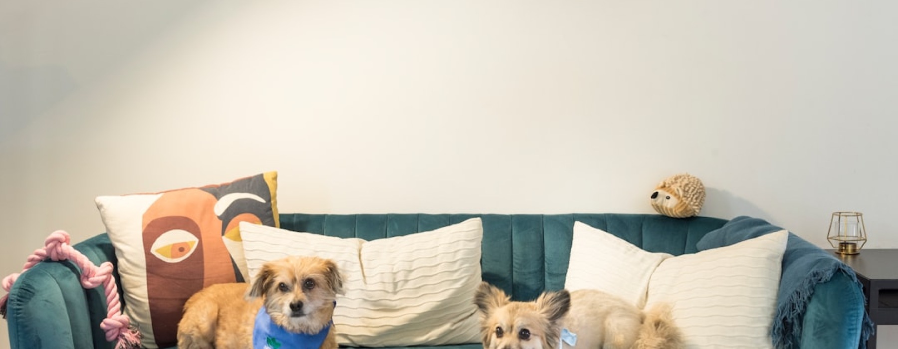 pet-friendly apartments Chicago - pet-friendly apartments Chicago