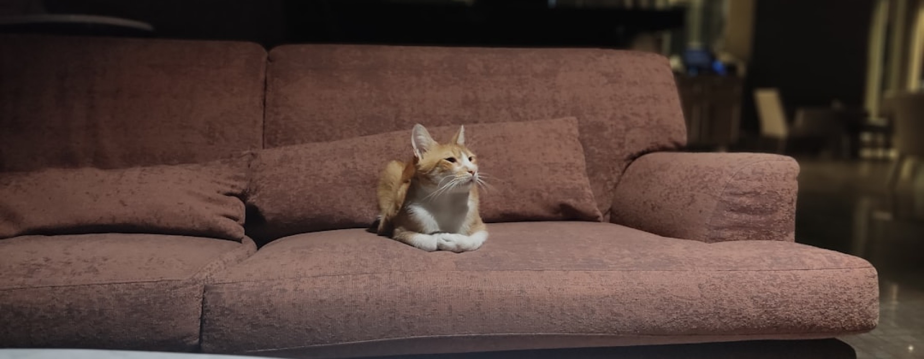 apartments that allow cats