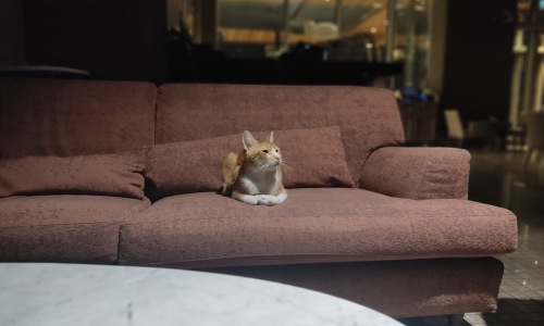 apartments that allow cats