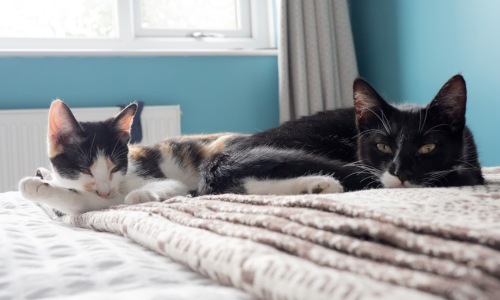 1 bedroom cat friendly apartments