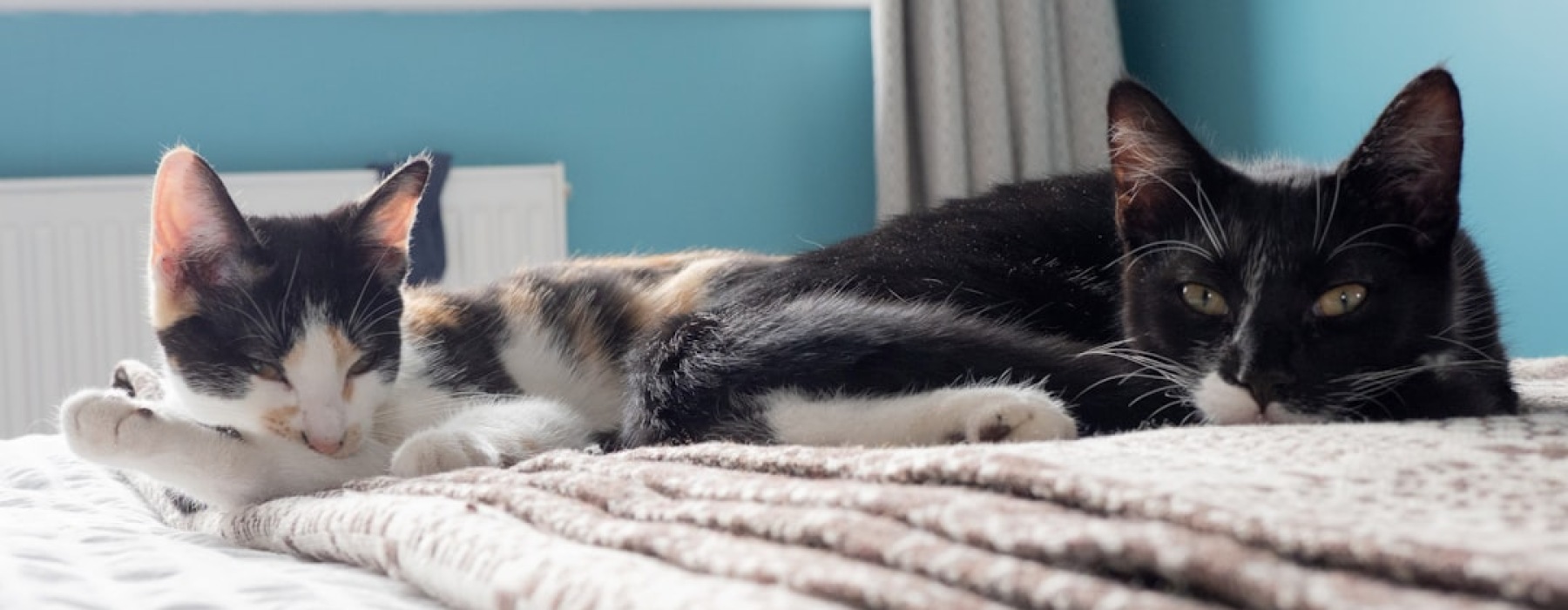 1 bedroom cat friendly apartments